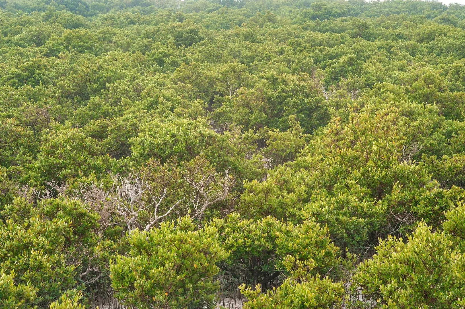 Mangrove Kayaking Al Thakhira – photo 3