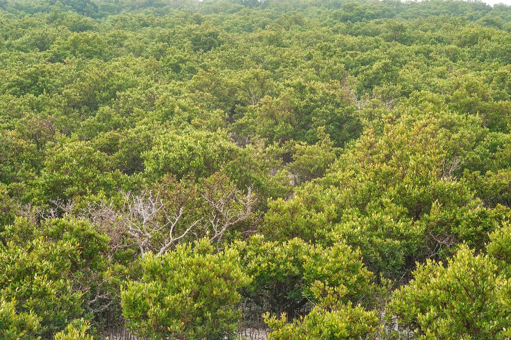 Mangrove forest at Al Khor, Qatar