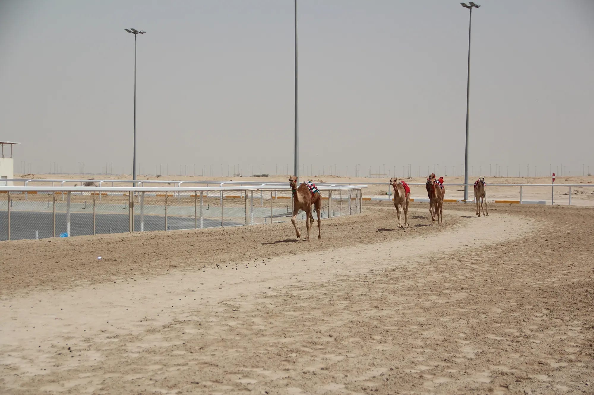 Al Shahaniya Camel Race Track & Dukhan Tour – camel racing qatar – Qatar Layover Tours
