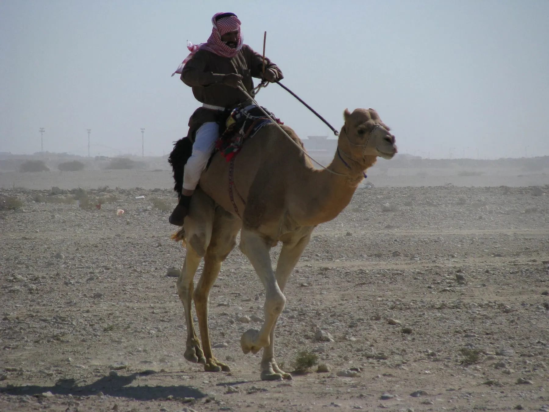 Camel Ride & Sandboarding – camel ride qatar – Qatar Layover Tours