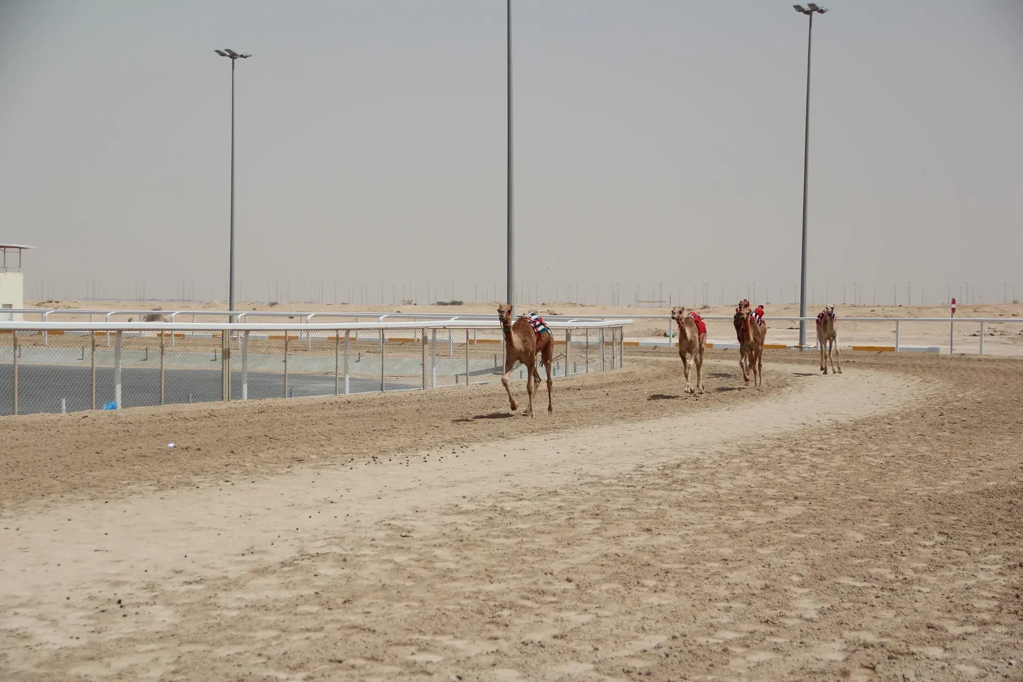 Al Shahaniya Camel Race Track & Dukhan Tour – camel racing qatar – Qatar Layover Tours